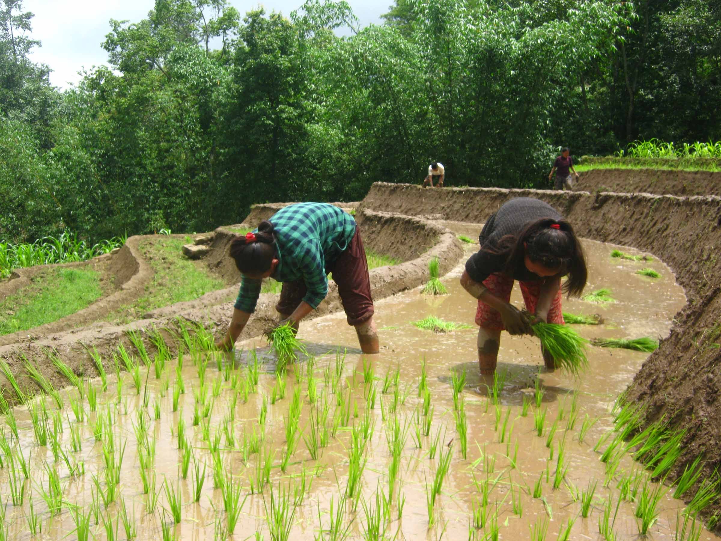 ७८ प्रतिशत मात्र धान रोपाइँ…