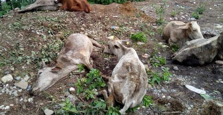 गौहत्या प्रकरण : रातारात नक्कली पत्र बनाइयो